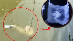 ČUDNO STVORENJE PRONAĐENO U JEZERU Niko ne zna koliko dugo se krilo u mutnoj vodi, ali naučnici uspeli da ga uhvate (VIDEO)