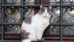 NEPOZNATA MAČKA SE POJAVILA PRED VRATIMA Indijsko verovanje upozorava: "U toj kući će uskoro biti..."