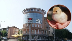 UZGAJALI PILIĆE NA NEOBIČAN NAČIN Evo šta su tačno uspeli dečaci iz Gradiške (FOTO/VIDEO)