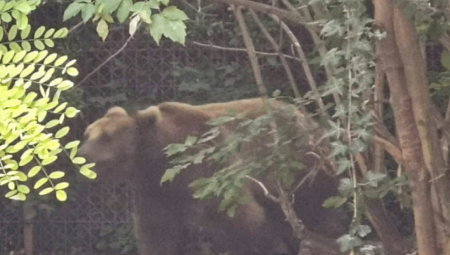 DIVLJA ZVERKA PRAVI HAOS KOD PRIJEPOLJA Ljudi su u očaju, sve im je uništeno