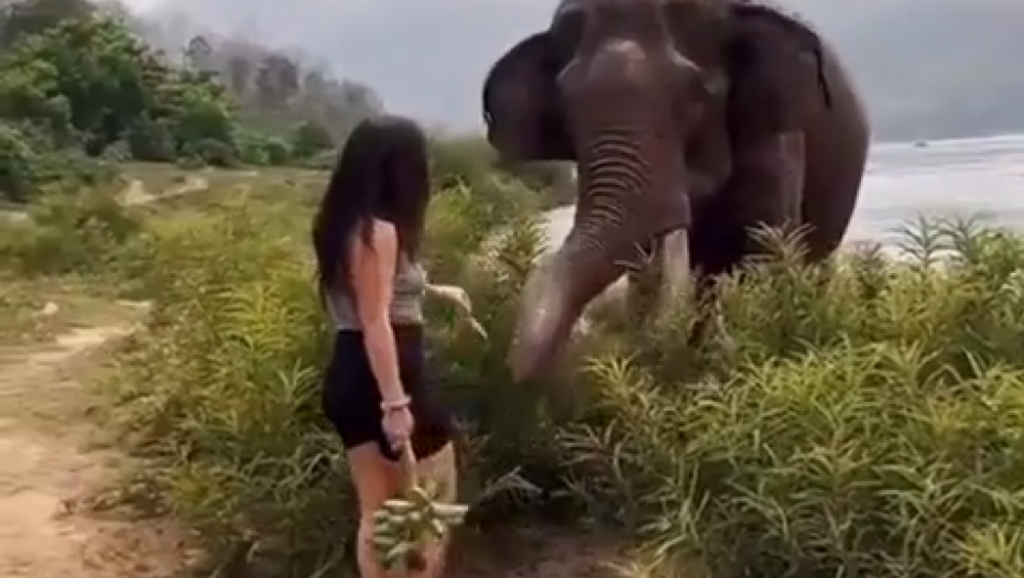 PROVOCIRALA SLONA BANANOM, PA NADRLJALA Životinja izgubila strpljenje (VIDEO)