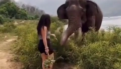 PROVOCIRALA SLONA BANANOM, PA NADRLJALA Životinja izgubila strpljenje (VIDEO)