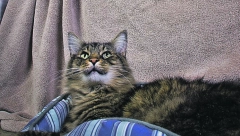 ZAŠTO MACA PLAČE? Noćno mjaukanje može od života da napravi pakao