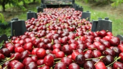 OPREZNO SA VIŠNJAMA i TREŠNJAMA Ovo voće jeste zdravo, ali ako se jede na ovaj način, može biti izuzetno opasno