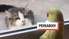 URNEBESNI "PIKABU" PAPAGAJ I MAČKA Viralni video nasmejao ceo svet