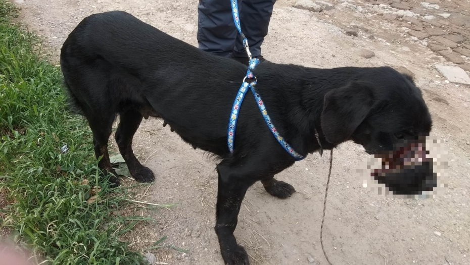 NOV MONSTRUOZNI SLUČAJ ZLOSTAVLJANJA PSA KOD KIKINDE! Veterinari kažu da ovako nešto nikada nisu videli
