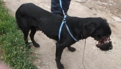 NOV MONSTRUOZNI SLUČAJ ZLOSTAVLJANJA PSA KOD KIKINDE! Veterinari kažu da ovako nešto nikada nisu videli