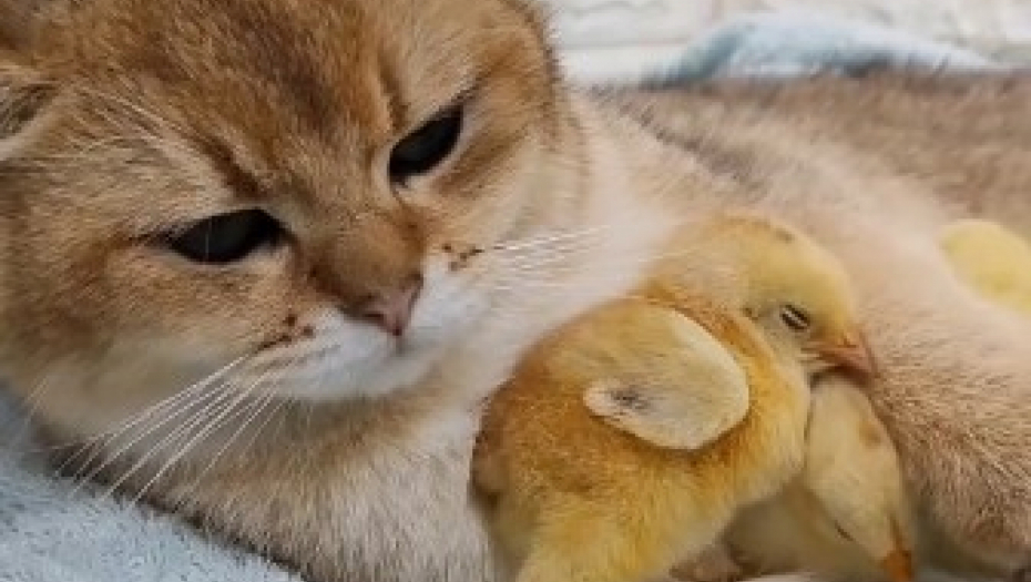 NI MANJE REČI, NI VIŠE LJUBAVI Najslađi video koji je pogledalo više od 20 miliona ljudi