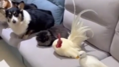 SVI ODLEPILI Ova ekipa je zapalila društvene mreže (VIDEO)