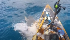 "ČUO SAM KAKO KLIZI PREMA MENI!" Jeziv snimak napada ajkule, na samo milimetar od sigurne smrti! (VIDEO)