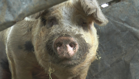 U JOŠ JEDNOM SRPSKOM SELU VLADA AFRIČKA KUGA Smrtonosna zaraza svinja se opasno širi južnim Banatom