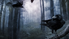 VRANE NAPADAJU U MAJU, I TO DVAPUT! Pamte lica ljudi i dok štite mlade spremne su da kljucnu