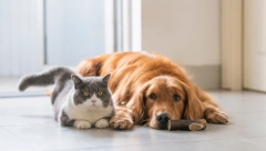 IZBOR KUĆNOG LJUBIMCA MNOGO OTKRIVA O NAMA Da li su bolje osobe ljubitelji pasa ili mačaka?