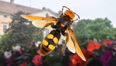 ŠOKANTNE SMRTI ŠIROM SRBIJE: Provirio kroz prozor i glavom udario u saobraćajni znak, došla po tortu za slavlje, pa pala kroz otvor kod stepenica