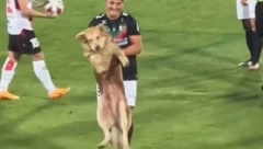 DOBIO VEĆI APLAUZ OD MESIJA Urnebesan video: Nestašni pas uletio na teren i oteo loptu fudbalerima