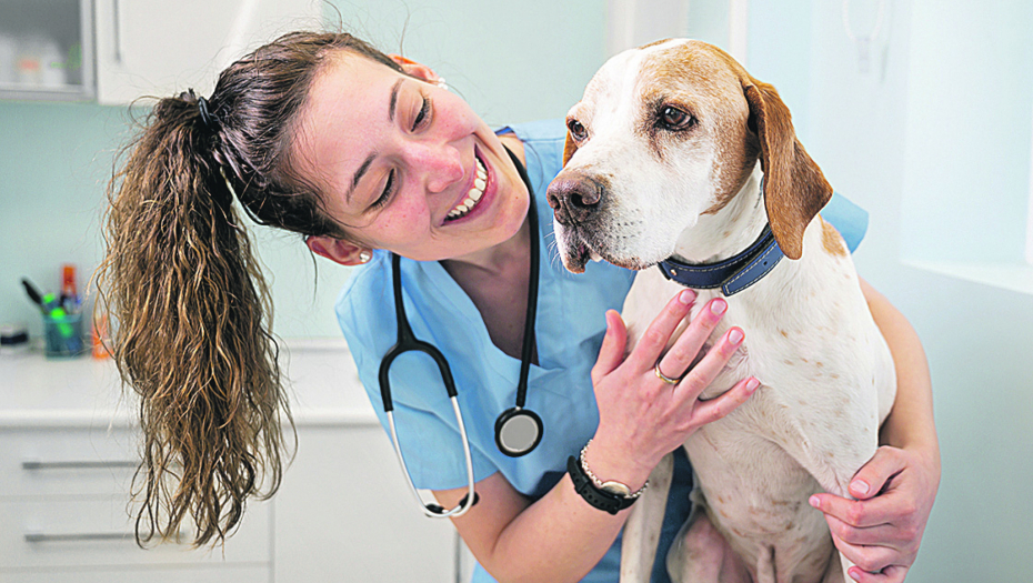 VETERINARI NAVALILI DA SE UVEDE BOLOVANJE KAD JE BOLESTAN LJUBIMAC Postoje postupci koji traže i dugu pripremu