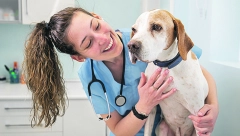 VETERINARI NAVALILI DA SE UVEDE BOLOVANJE KAD JE BOLESTAN LJUBIMAC Postoje postupci koji traže i dugu pripremu