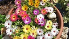 POSADITE JE SADA I DOGODINE ĆETE IMATI CVETNI TEPIH Sama se razmnožava, zaliva retko, a uspeva u najlošijoj zemlji