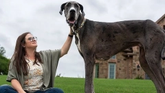 Proglašen najviši pas na svetu a njegovo ime je već ukazivalo na to da će ući u Ginisovu knjigu rekorda