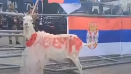 SRBI SPREMILI USPAVANKU ZA OKUPATORA Koza meketala sa razglasa ispred opštinske zgrade u Leposaviću (VIDEO)