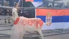 SRBI SPREMILI USPAVANKU ZA OKUPATORA Koza meketala sa razglasa ispred opštinske zgrade u Leposaviću (VIDEO)