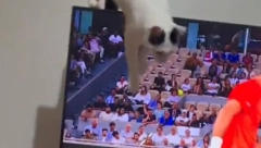 "ALO, MEĐEDE" Svađa čoveka sa mačkom dok gleda Đokovića nasmejala je celu Srbiju (VIDEO)