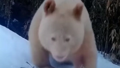EKSKLUZIVNO! SNIMLJENA ALBINO PANDA Jedinstvena na svetu, ovo se retko viđa (VIDEO)