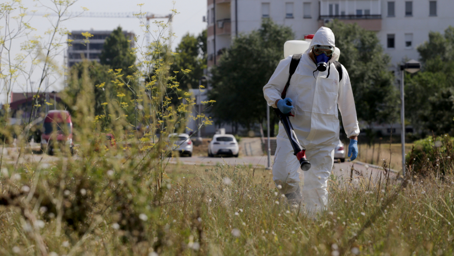POČINJU PROBLEMI Ambrozija je vodeći uzročnik respiratornih alergijskih reakcija: Sve smo više alergični!