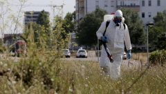 POČINJU PROBLEMI Ambrozija je vodeći uzročnik respiratornih alergijskih reakcija: Sve smo više alergični!