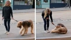 PAS ZAPEO DA UĐE U KAFANU, ODBIJA DA SE POMERI Žena ga izvela u šetnju, uzela da brani muža: Nikad ga nije tamo vodio! (VIDEO)