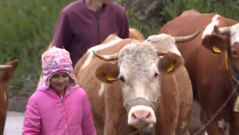 DEVOJČICA KOJA ČUVA ČETIRI KRAVE Mala pastirica Tijana putuje svakog dana osam kilometara do škole, a želi samo jedno