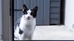 DRAMA U NOVOM SADU Mačka 7 dana bila bez hrane i vode, spasili je vatrogasci