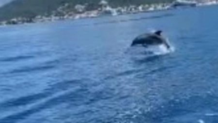 PREDIVAN PRIZOR U OKOLINI TIVTA! Delfin izronio iz mora i sve obradovao (VIDEO)