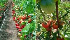 Evo kako da uzgojite najslađi paradajz: Sa ovih nekoliko saveta ujne Zlate iz Srema imaćete sočan i bogat plod već u junu