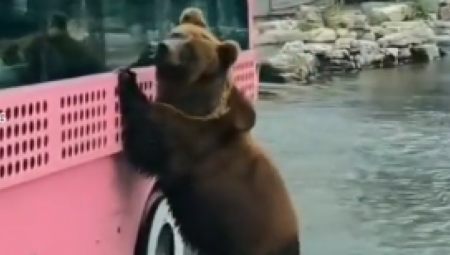 MAJSTORE, ZADNJA VRATA! I medvedi se voze javnim prevozom (VIDEO)