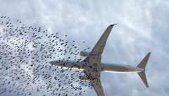 PANIKA U AVIONU Posada u neverici, ovo im se nije nikad desilo