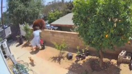 LADNO JE PRETUKLA MEDVEDA Žena nasrnula na grdosiju, usledila dramatična borba