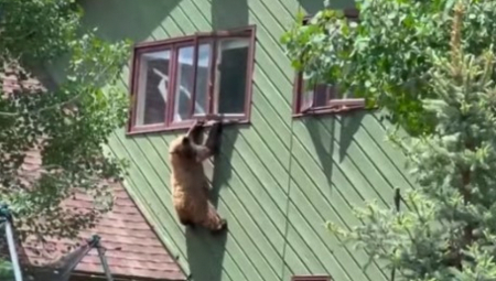 UŠAO KROZ PROZOR I POJEO ŠNICLE Nezvani gost krenuo da pobegne, a način će vas nasmejati do suza