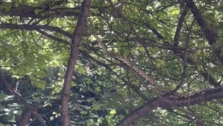 BEOGRAĐANI PRETRNULI OD STRAHA Poskok u centru, šarka na Vračaru, scene koje teraju jezu u kosti