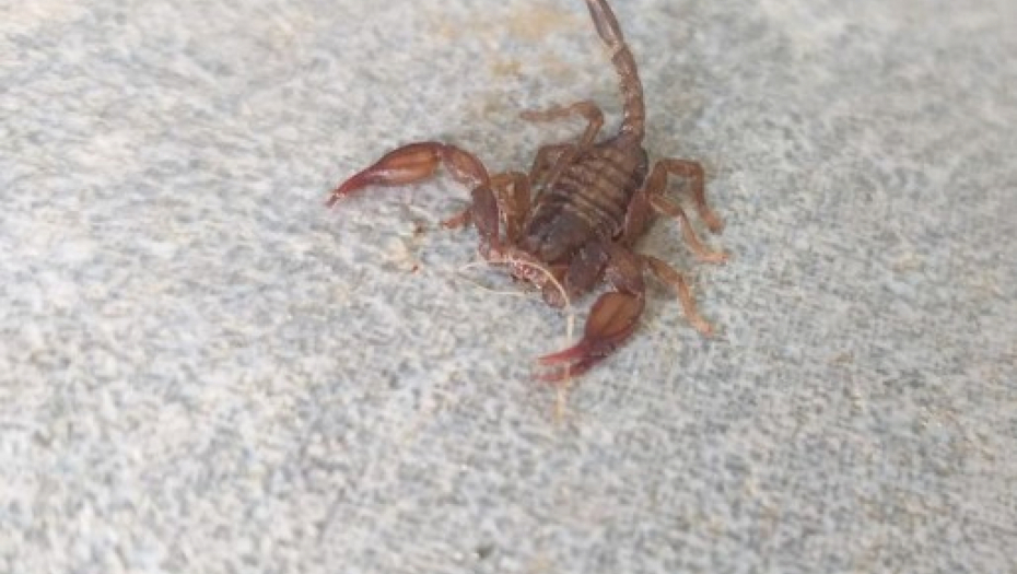 MUŠKARCA UJELA ŠKORPIJA NA NEZGODNO MESTO! Zbog toga imao poteškoće sa funkcionalnošću: Hotelu spremio TUŽBU veka!