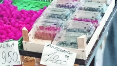 CRVENO ZLATO Malinari očajni zbog otkupnih cena koje im hladnjačari nude