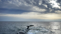 FORMIRA SE URAGAN Depresija novi trajne vetrove, alarmi u Americi