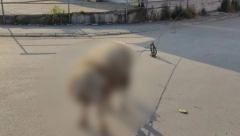 ŠOK PRIZOR NA 5 KILOMETARA OD CENTRA BEOGRADA Životinja je vezana