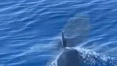 AJKULA NAPALA MUŠKARCA Horor u Australiji: Čovek u lokvi krvi prevezen u bolnicu