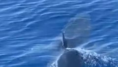 ZBOG OVOGA SU SAVRŠENI PREDATORI (VIDEO)