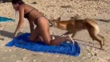 SUNČALA SE, A ONDA JE OSETILA ZUBE NA BUTINI Vriska na popularnoj plaži, čopor se ušunjao među turiste (VIDEO)