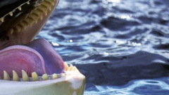 MISTERIJA KOJA JE UPLAŠILA SVE Morske nemani napadaju brodove, oglasili se naučnici (VIDEO)