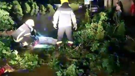 STRAŠNO NEVREME ZAHVATILO SEVER ZEMLJE Vetar obarao drveće, nestala struja, izbio požar