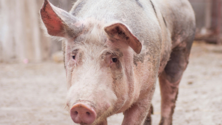 AFRIČKA KUGA NASTAVLJA DA HARA Farmeri ne znaju šta da rade, evo kako se širi