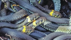 INVAZIJA ZMIJA U SRBIJI Poplave izbacile reptile, građani u panici